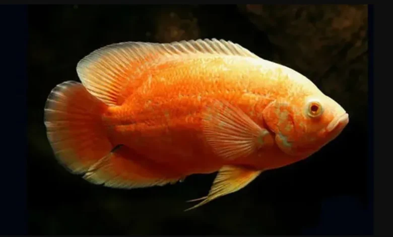 OSCAR ALBINO RED RUBI