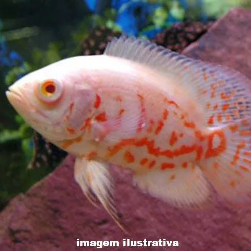 OSCAR ALBINO RED TIGER