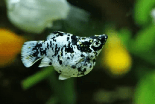 MOLINESIA BALAO DALMATA