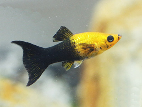 MOLINESIA GOLD BLACK