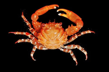 CARANGUEJO MITRACULUS