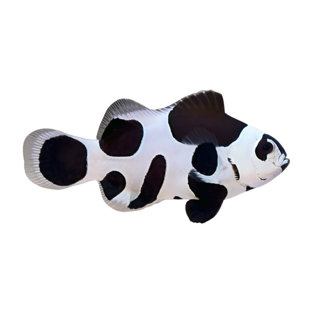 PALHAÇO BLACK STORM