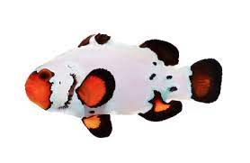 PALHAÇO OCELLARIS - WHITE FROSTBITE