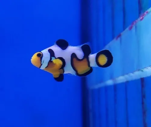 PALHACO OCELLARIS GLADIADOR