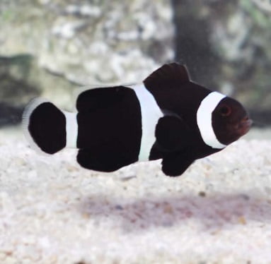 PALHACO PERCULA BLACK