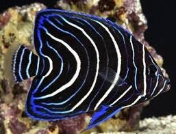 ANGEL SEMICIRCULATUS