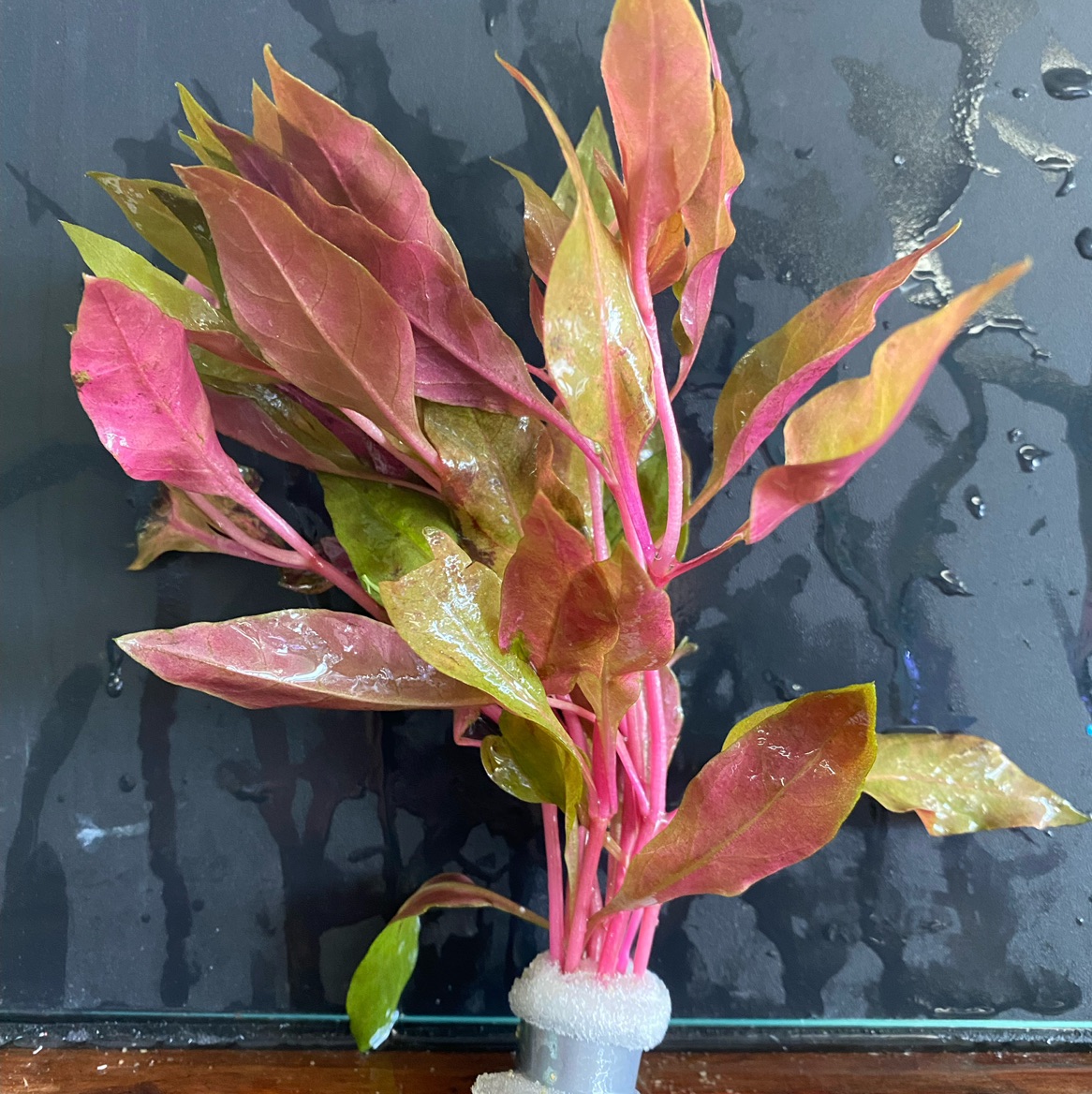 ALTERNANTHERA ROSAEFOLIA