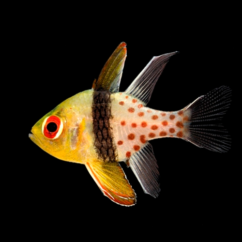 CARDINAL PIJAMA CRIADO