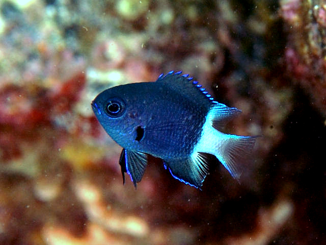 DAMSEL BICOLOR CHROMIS