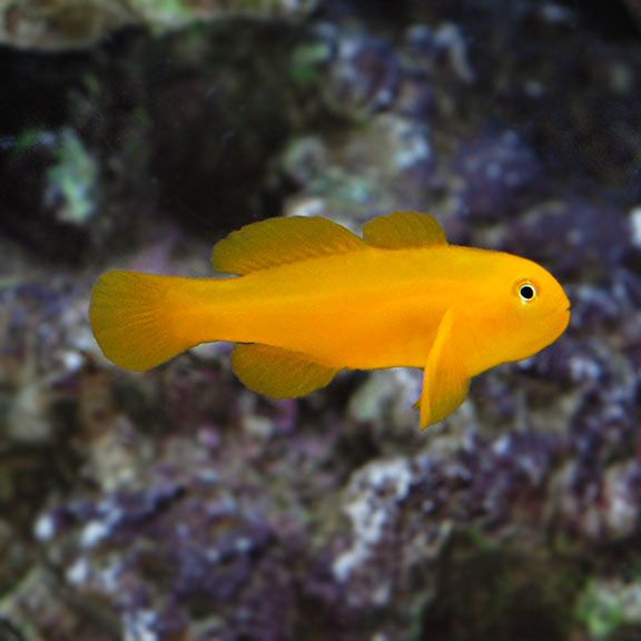 GOBY CLOWN YELLOW