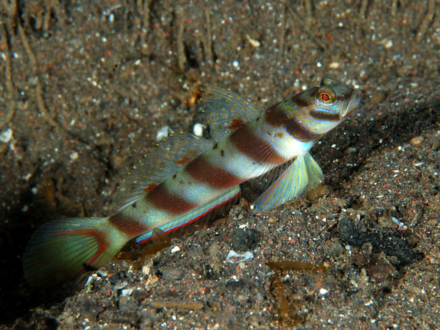 GOBY DIAGONALIS