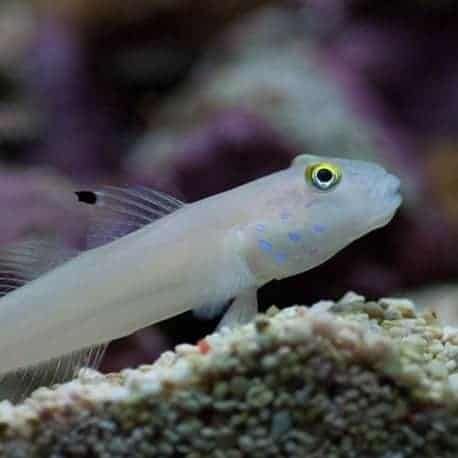 GOBY DOT BLUE