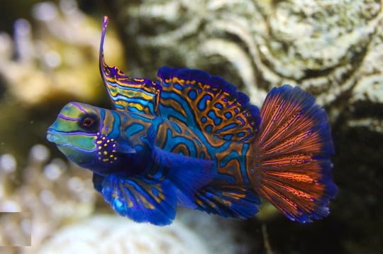 GOBY MANDARIN BLUE