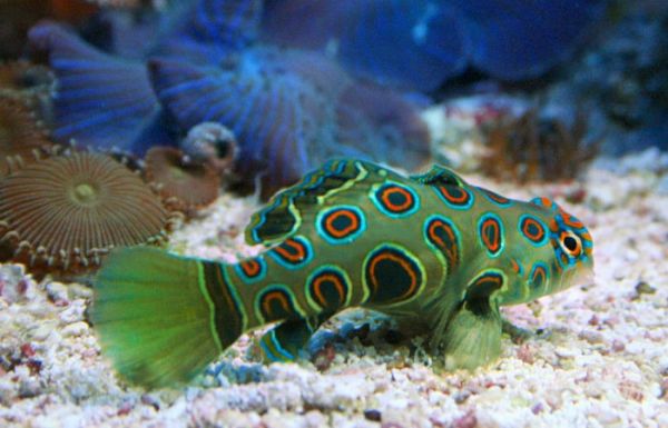 GOBY MANDARIN GREEN SPOTTED