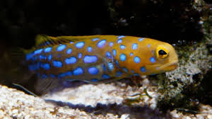 GOBY WATCHMAN BLUE SPOTTED