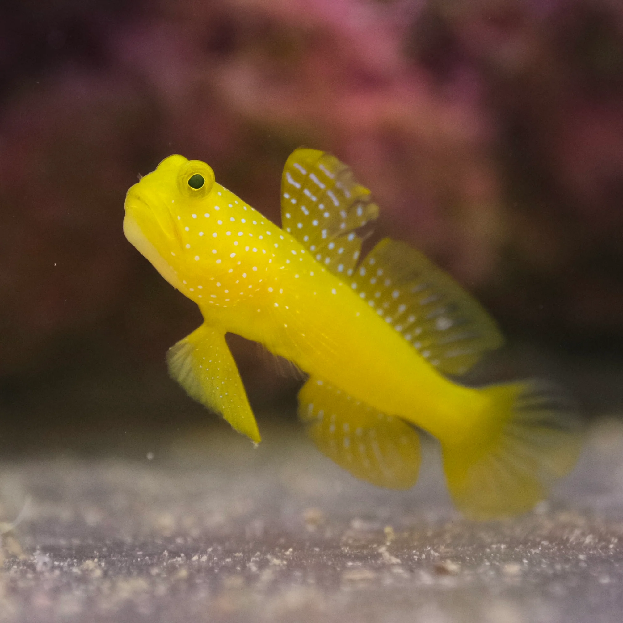 GOBY WATCHMAN YELLOW