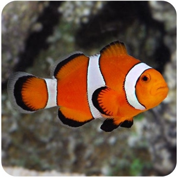 PALHACO OCELLARIS MG