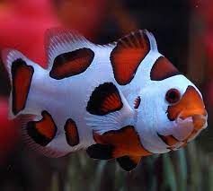 PALHAÇO ORANGE STORM MD