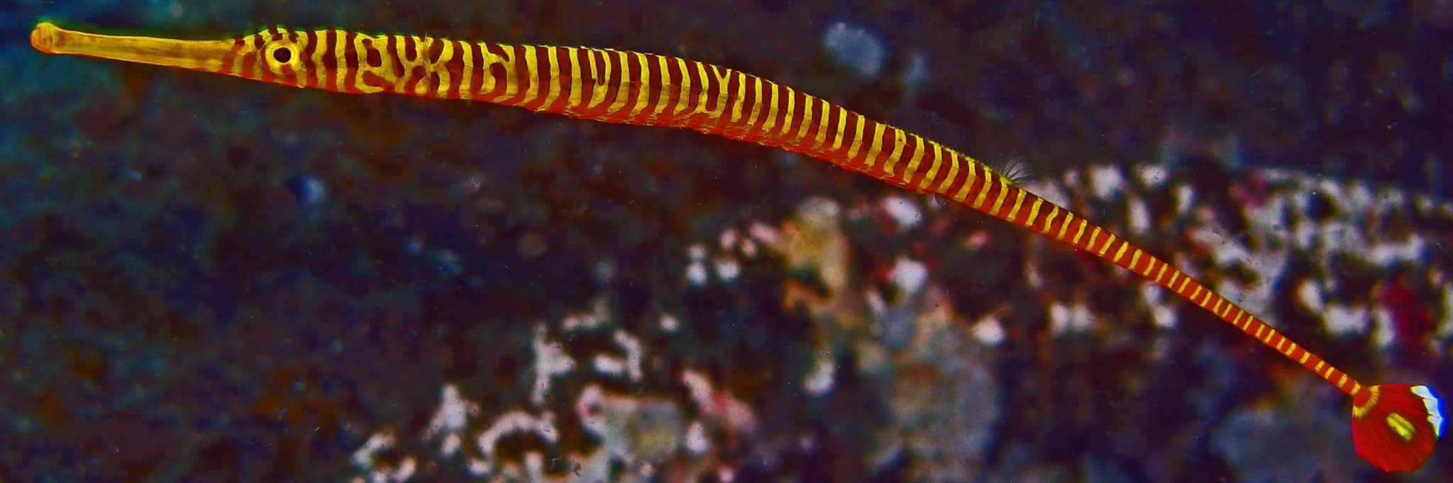 PIPEFISH BANDED