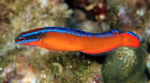 PSEUDOCHROMIS ALDABRAENSIS