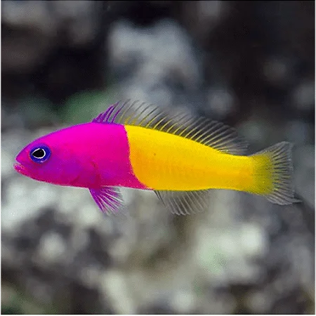 PSEUDOCHROMIS BICOLOR