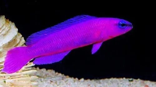 PSEUDOCHROMIS FRIDMANI