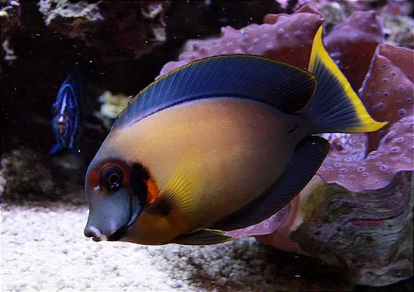 TANG MIMIC CHOCOLATE MD