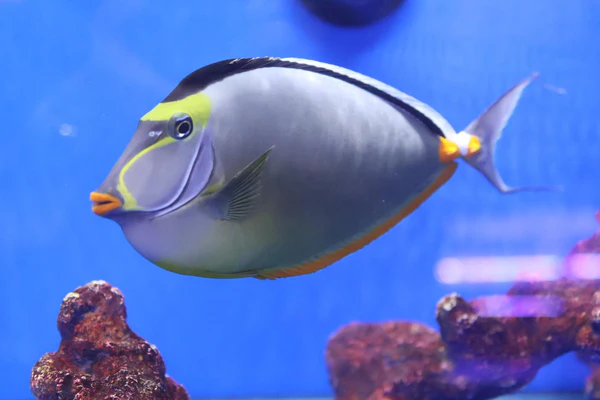 TANG NASO LITURATUS  MD