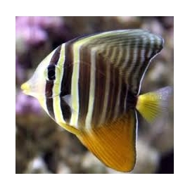 TANG SAILFIN PQ