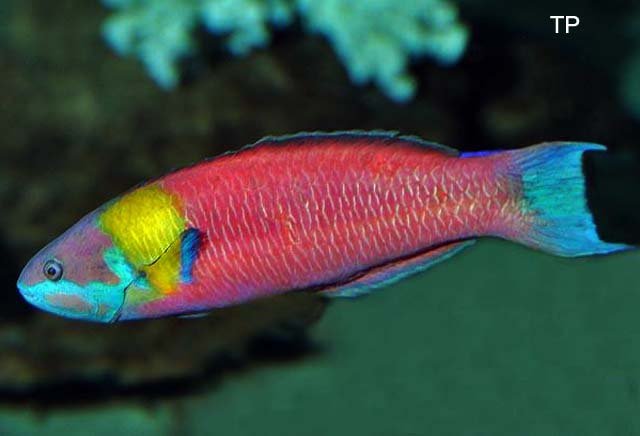 THALASSOMA LUCASANUM