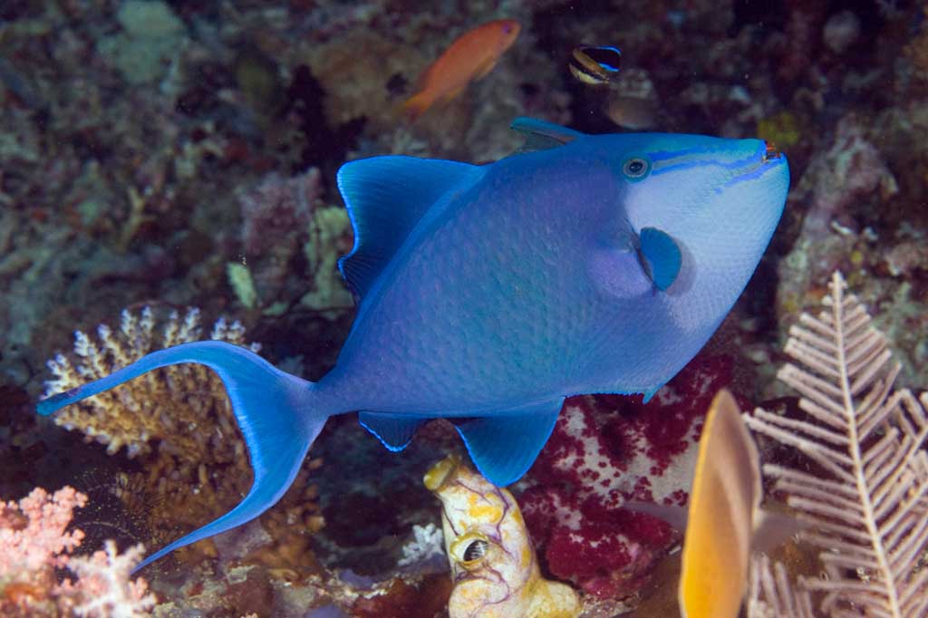 TRIGGER ODONUS NIGER MD