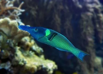 WRASSE GREEN BIRD GR