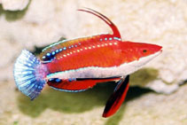 WRASSE RUBY LONG FIN