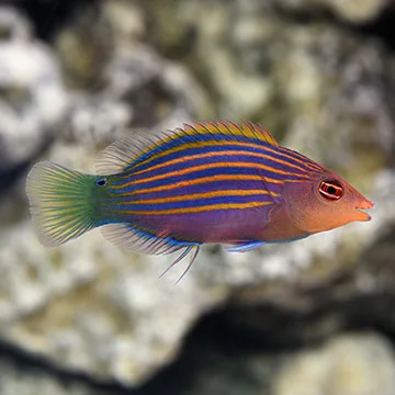 WRASSE SIX LINE