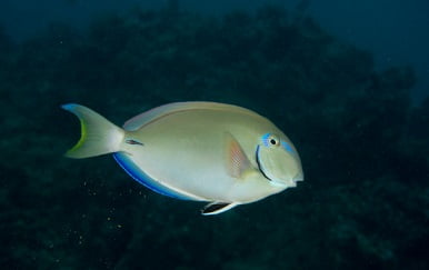 ACANTHURUS BAHIANUS P/M