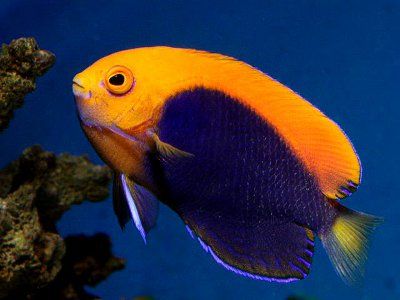 CENTROPYGE AURANTONOTUS