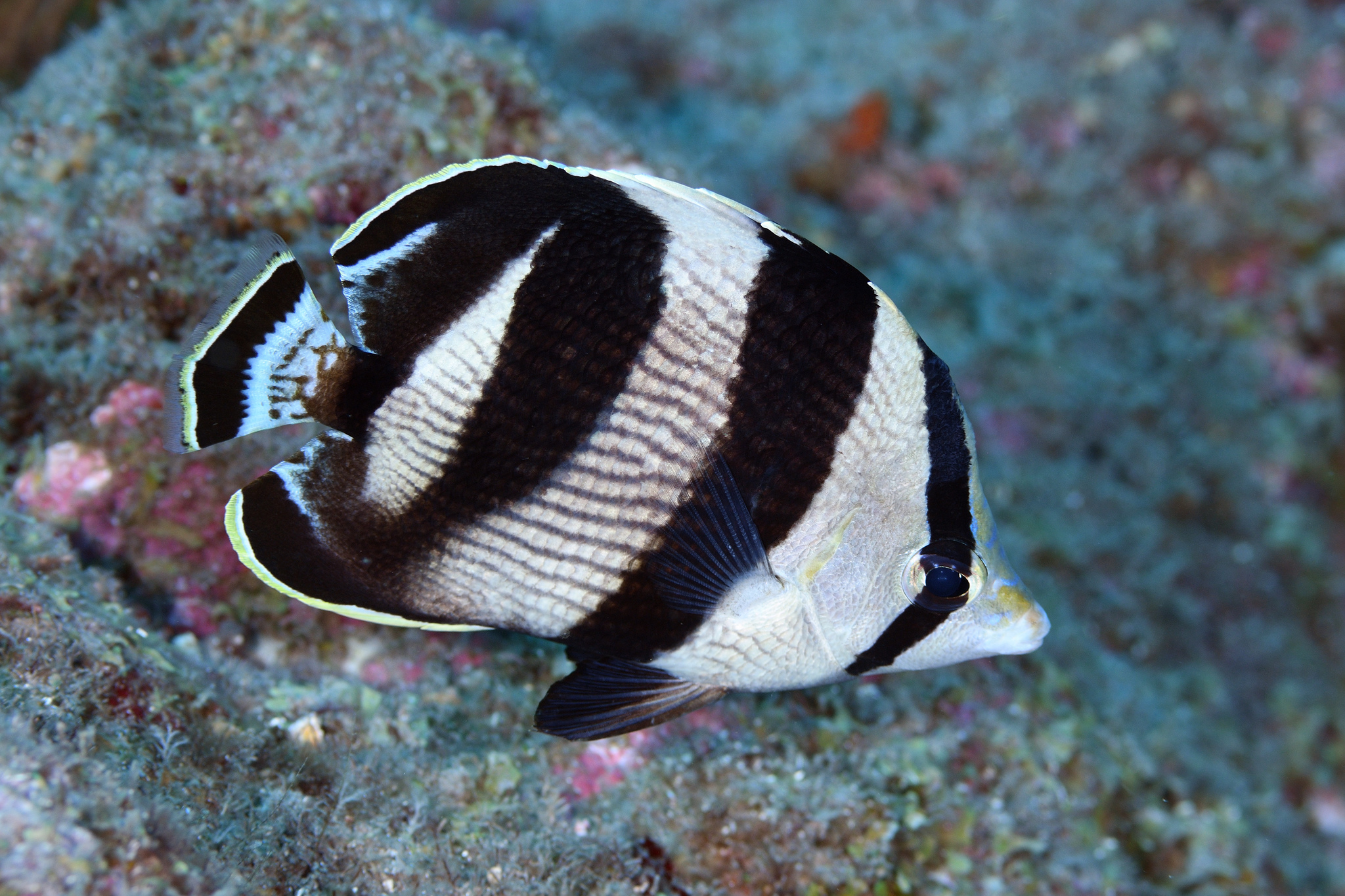 CHAETODON STRIATUS