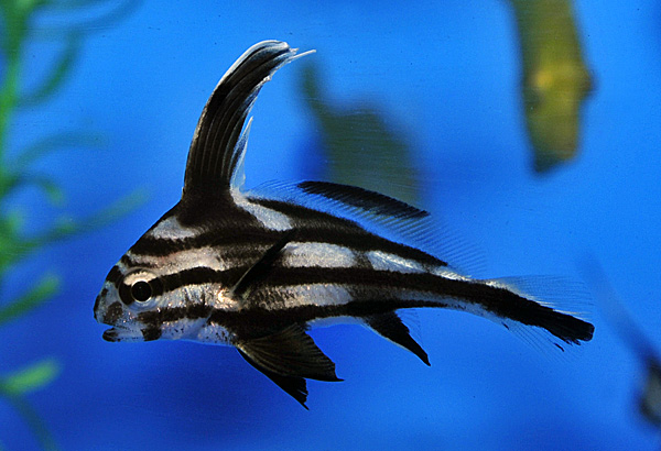 EQUETUS ACUMINATUS