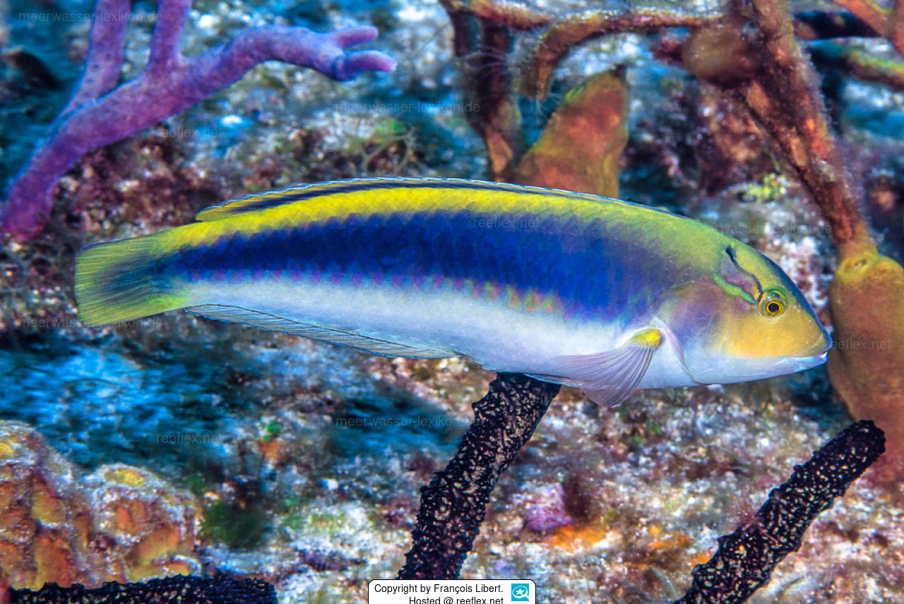 HALICHOERIS CYANOCEPHALUS