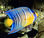 HOLACANTHUS CILIARIS GR
