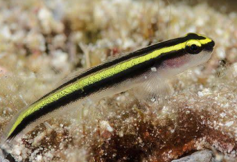NEON GOBY AMARELO