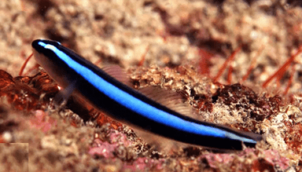 NEON GOBY AZUL