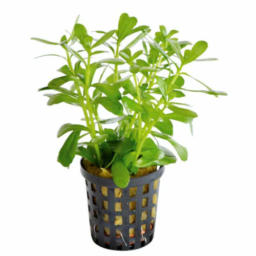 VASO BACOPA MONNIERE