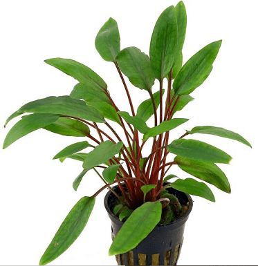 CRIPTOCORYNE BECKETTII