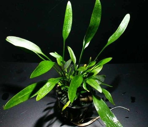 CRIPTOCORYNE X-WILLISI