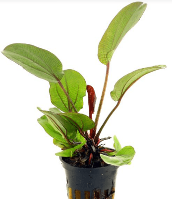 ECHINODORUS KLEINER BAR