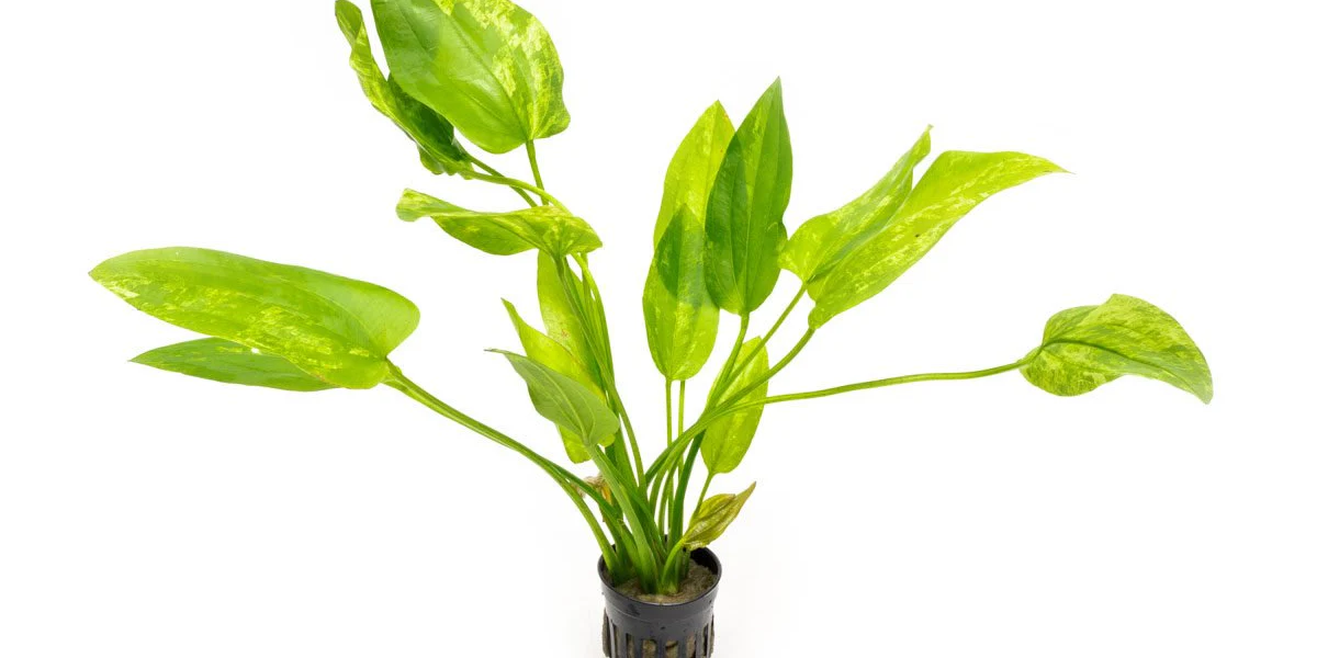 ECHINODORUS MARBLE QUEEN