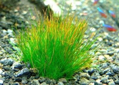 ELEOCHARIS MINIMA