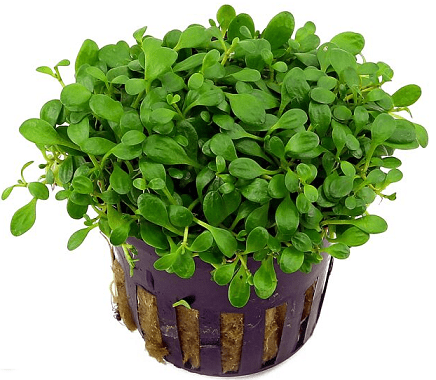 GLOSSOSTIGMA ELATINOIDES