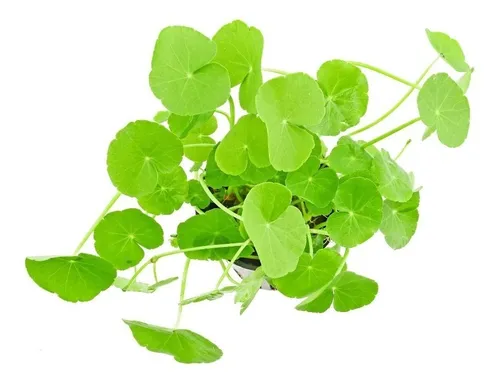 HIDROCOTYLE LEUCOCEPHALA